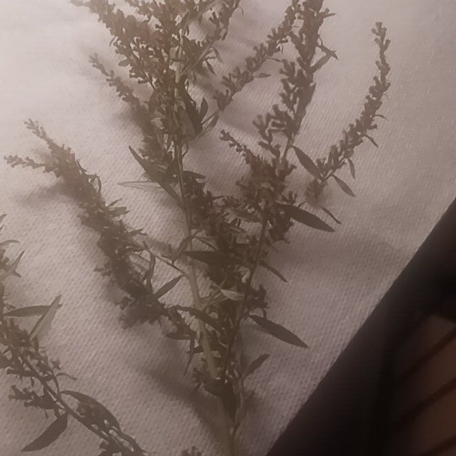 Photo of the plant species American Pondweed by @TycoonNeem37 named Mando on Greg, the plant care app