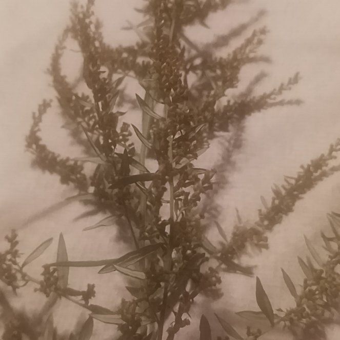 Photo of the plant species Tarragon by @TycoonNeem37 named Demi on Greg, the plant care app