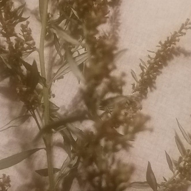 Photo of the plant species Tarragon by @TycoonNeem37 named Elle on Greg, the plant care app
