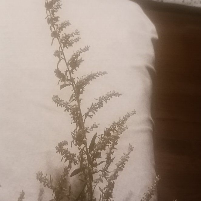 Photo of the plant species Tarragon by @TycoonNeem37 named Beckham on Greg, the plant care app