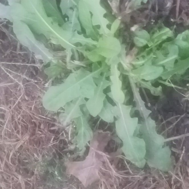 Photo of the plant species Garden Rocket by @TycoonNeem37 named Forrest on Greg, the plant care app