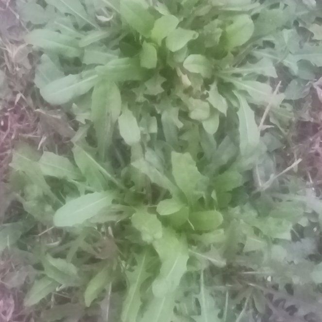 Photo of the plant species Chickory by @TycoonNeem37 named Spike Leaves on Greg, the plant care app