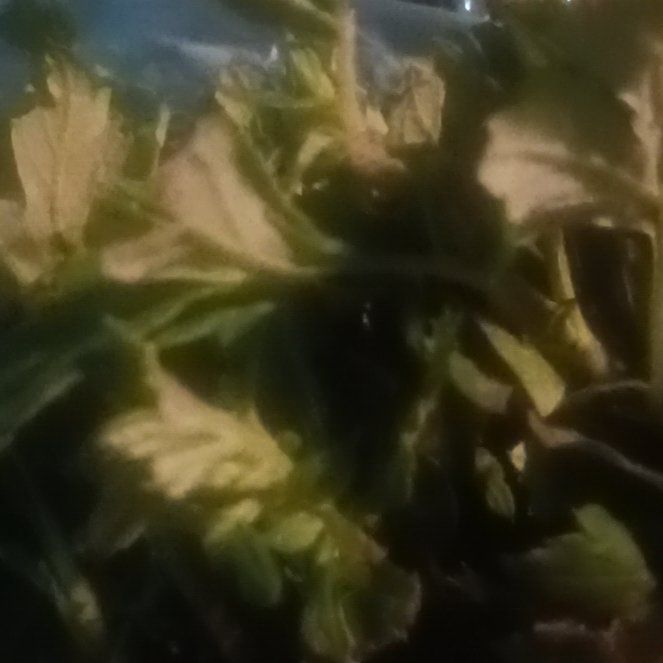 Photo of the plant species Toothed Plagiomnium Moss by @TycoonNeem37 named Harper on Greg, the plant care app