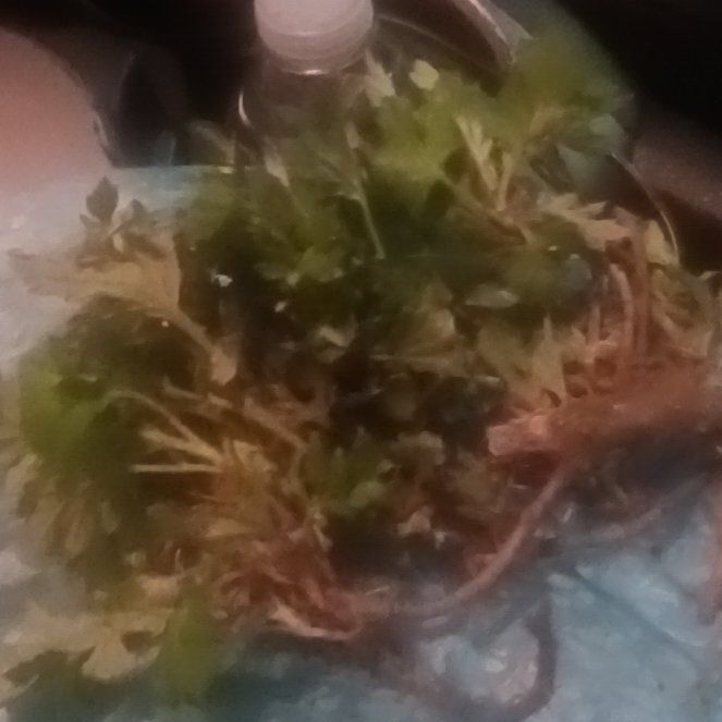 Photo of the plant species Toothed Plagiomnium Moss by @TycoonNeem37 named Mando on Greg, the plant care app