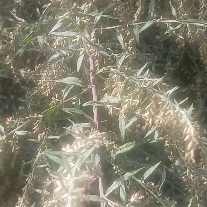 Photo of the plant species California-Fuchsia by @TycoonNeem37 named Bieber on Greg, the plant care app