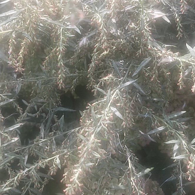 Photo of the plant species California-Fuchsia by @TycoonNeem37 named Lavender on Greg, the plant care app