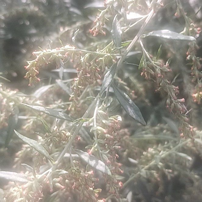 Photo of the plant species California Sagebrush by @TycoonNeem37 named Lebron on Greg, the plant care app