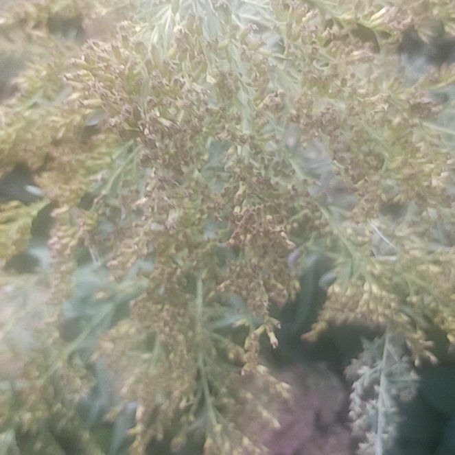 Photo of the plant species Sage Brush by @TycoonNeem37 named Captain Plant-it on Greg, the plant care app