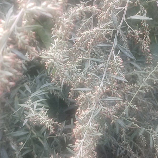Photo of the plant species California Sagebrush by @TycoonNeem37 named Bella on Greg, the plant care app