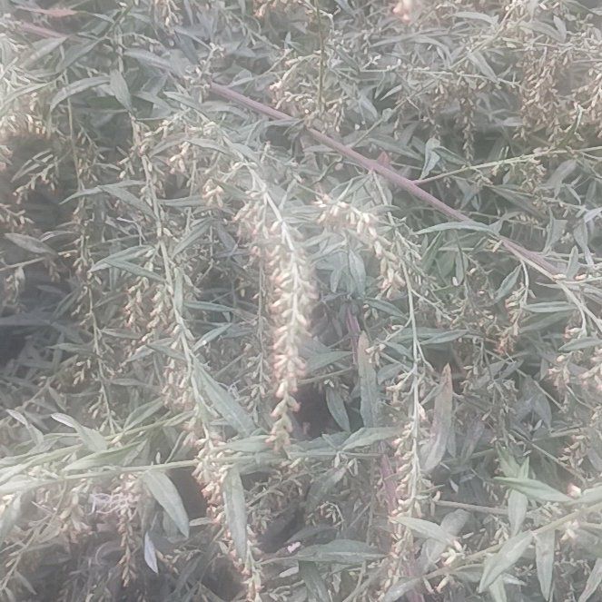 Photo of the plant species California-Fuchsia by @TycoonNeem37 named Coco on Greg, the plant care app
