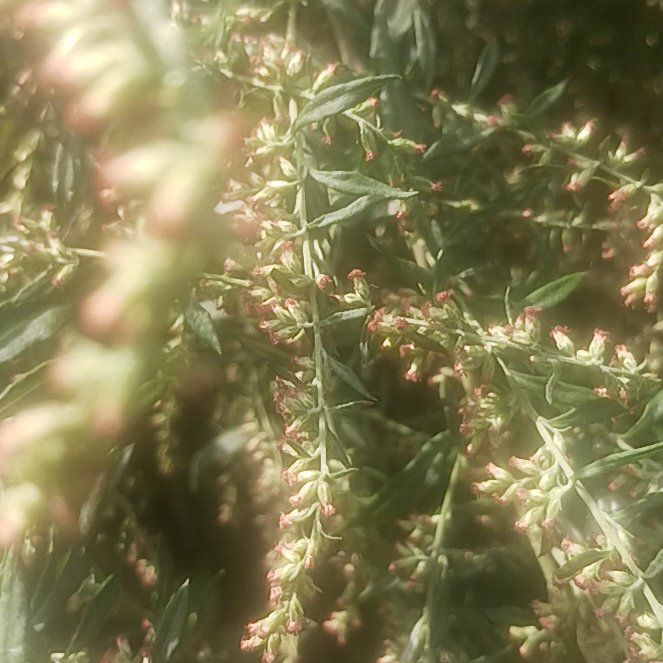 Photo of the plant species Yellowroot by @TycoonNeem37 named Peter Parker on Greg, the plant care app