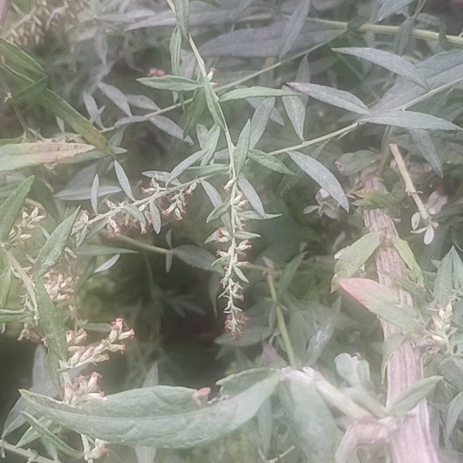 Photo of the plant species Columbia River Wormwood by @TycoonNeem37 named Peter Parker on Greg, the plant care app