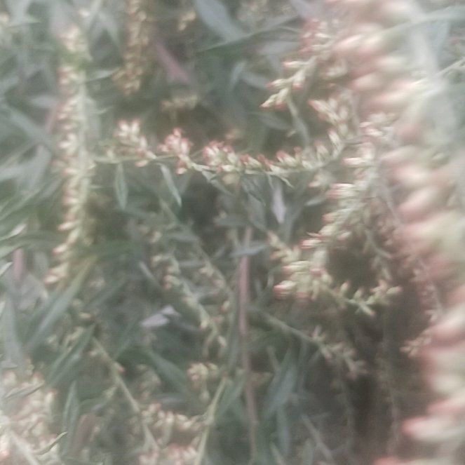 Photo of the plant species California Sagebrush by @TycoonNeem37 named Gobi on Greg, the plant care app