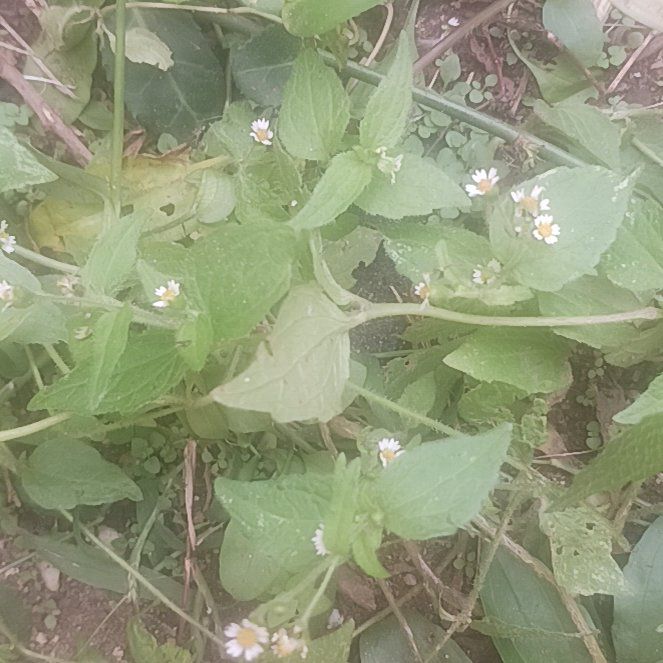 Photo of the plant species Hairy Galinsoga by @TycoonNeem37 named Kesha on Greg, the plant care app