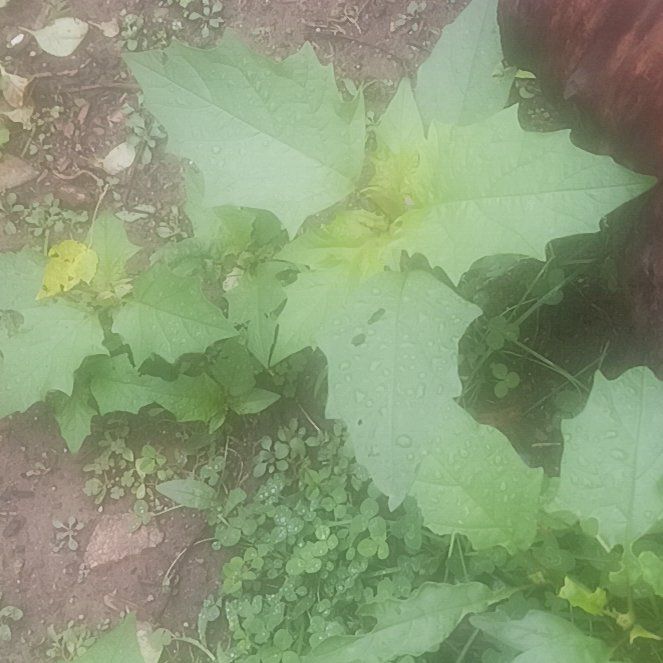 Photo of the plant species Carolina Horsenettle by @TycoonNeem37 named Fernie Mercury on Greg, the plant care app