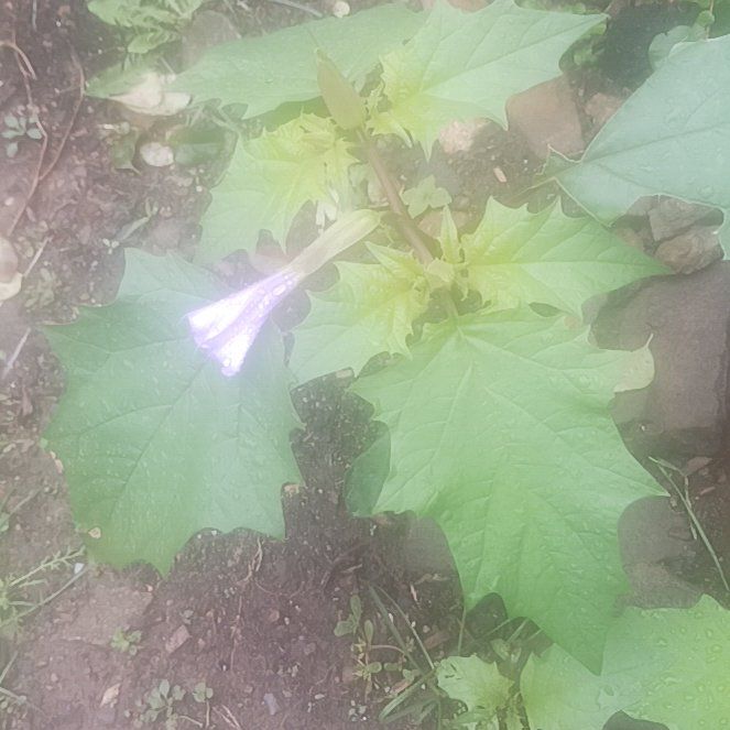 Photo of the plant species Devil's Apple by @TycoonNeem37 named Sage on Greg, the plant care app