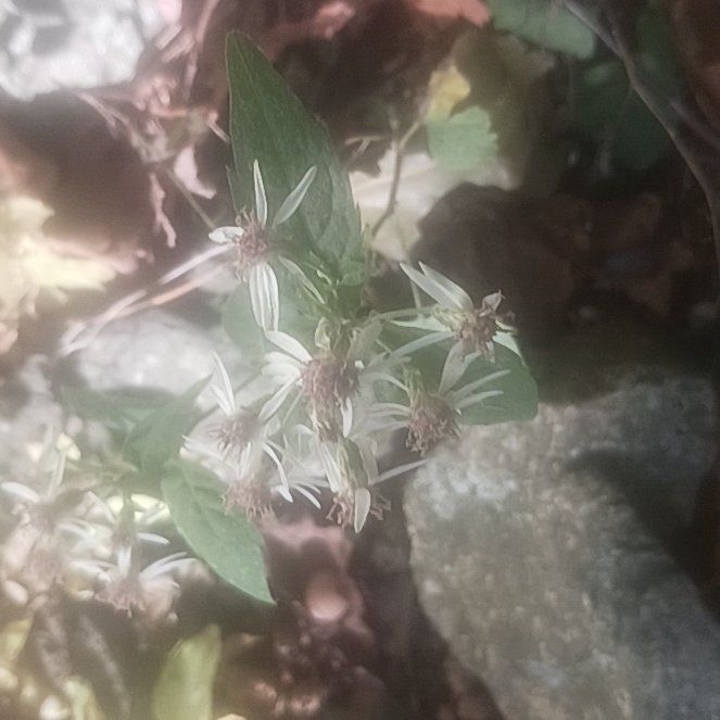 Photo of the plant species Fragrant Virgin's Bower by @TycoonNeem37 named Bieber on Greg, the plant care app