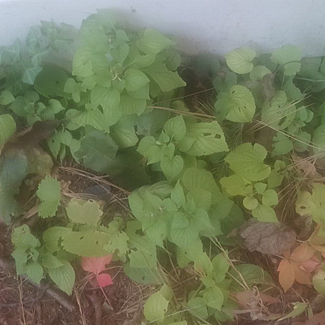 Photo of the plant species Ivyleaf Morning-Glory by @TycoonNeem37 named Huckleberry Fern on Greg, the plant care app