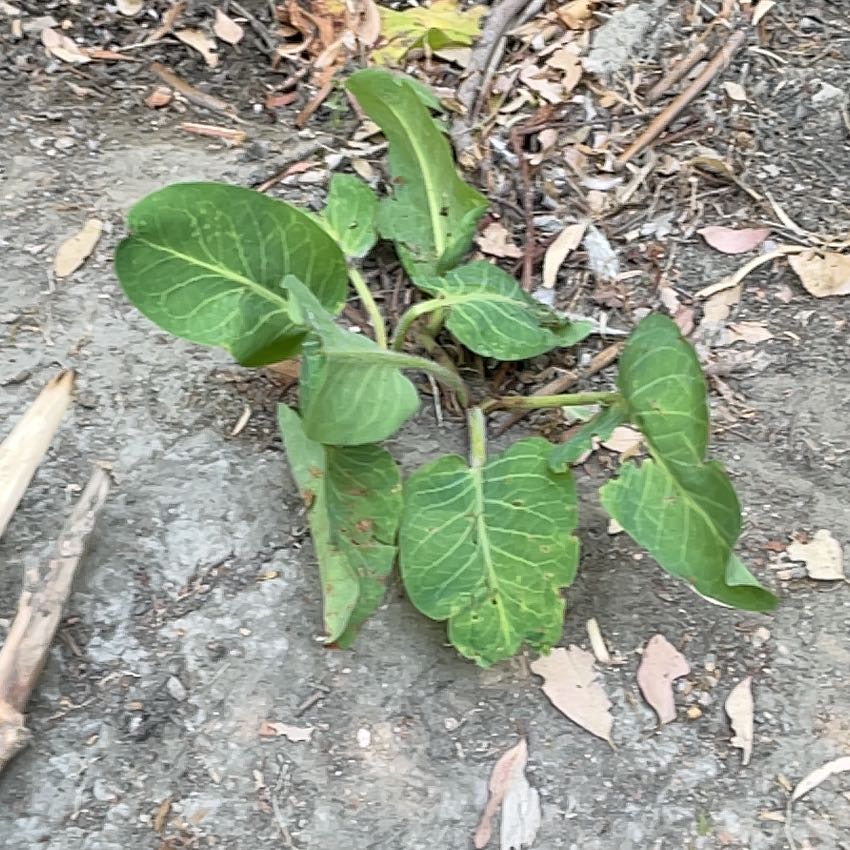 Photo of the plant species Yerba Mansa by @GiftedMango42 named Tolkien on Greg, the plant care app