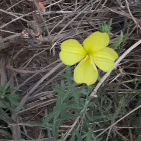 Photo of the plant species Redsepal Evening Primrose by @GiftedMango42 named Yeoman on Greg, the plant care app