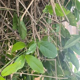 Photo of the plant species Crossvine by @GiftedMango42 named Zion on Greg, the plant care app