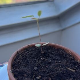 Photo of the plant species Dancing Plant by @SassyCaraway62 named Cleopatra on Greg, the plant care app