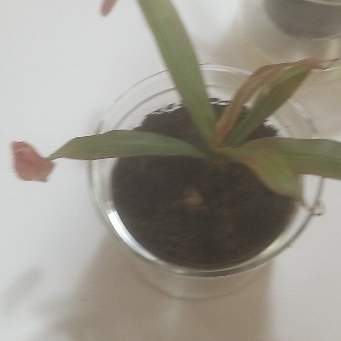 Photo of the plant species Pitcher Plant by @FairMandrake37 named Bella on Greg, the plant care app