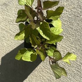 Photo of the plant species Toothache Plant by @ShapelyPawpaw89 named Taylor Swift on Greg, the plant care app