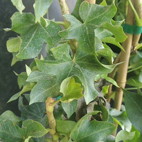 Photo of the plant species Irish Ivy by @FineAlicesundew named Sonora on Greg, the plant care app