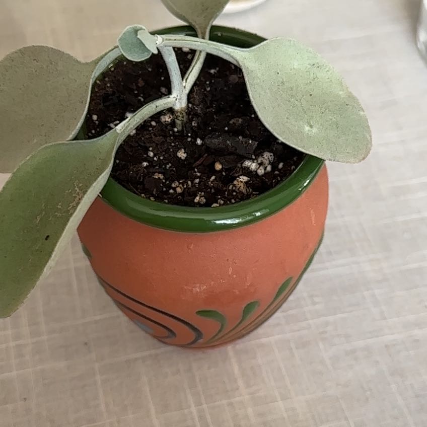 Photo of the plant species Silver Teaspoons by @TidySnowqueen98 named Pax on Greg, the plant care app