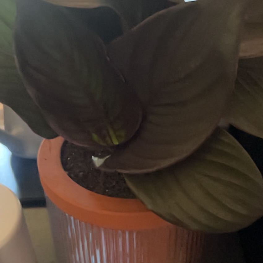 Photo of the plant species Canna Lily by @TubularNoni91 named Bigleef Smalls on Greg, the plant care app