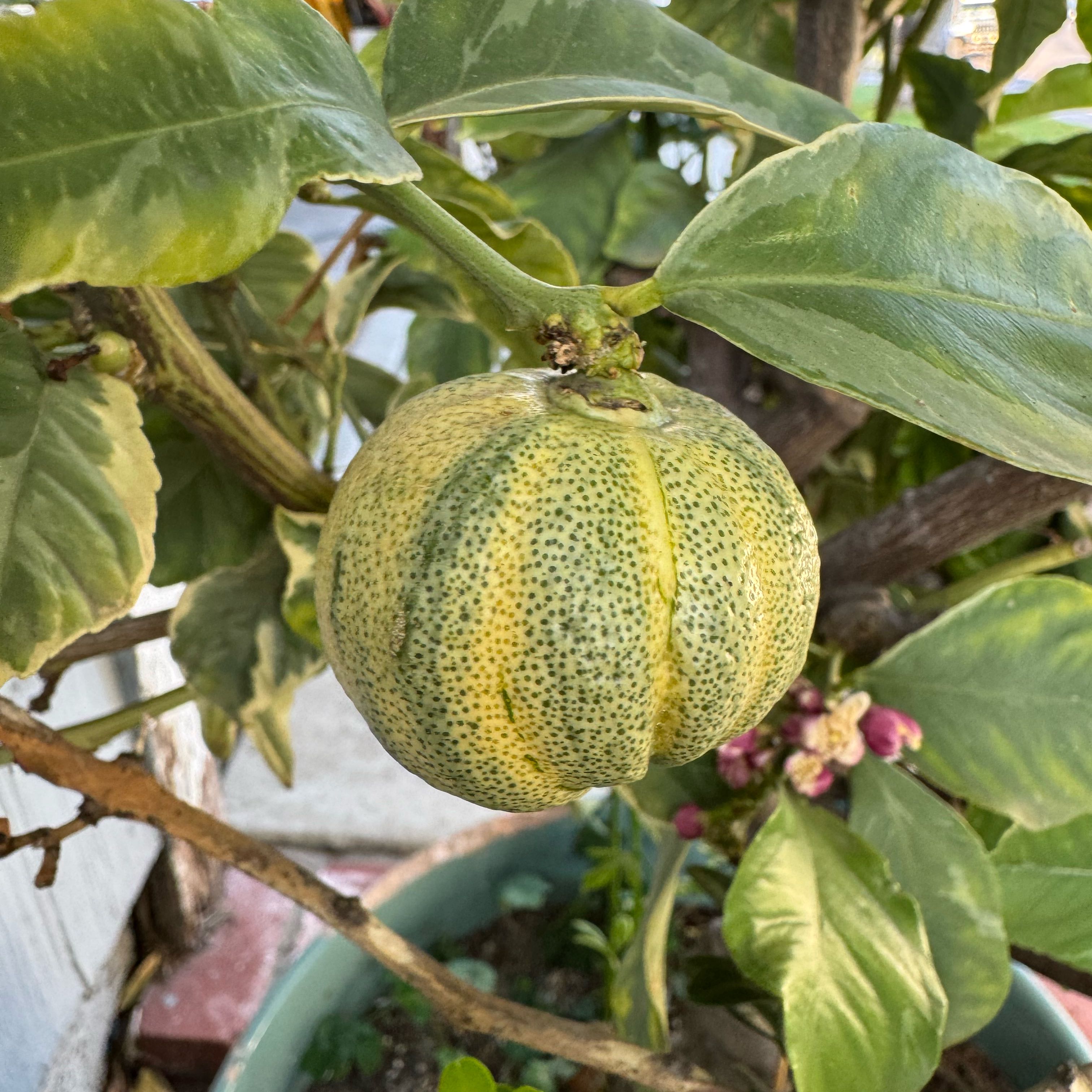 Photo of the plant species Variegated Lemon by @DeftApple15 named Madonna on Greg, the plant care app