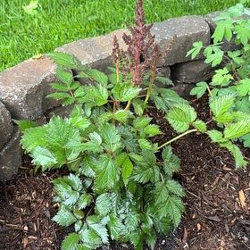 Photo of the plant species Astilbe 'Pink' by @AttractiveIvy64 named Taylor Swift on Greg, the plant care app