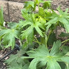 Photo of the plant species Delphinum by @AttractiveIvy64 named Treeyoncé on Greg, the plant care app