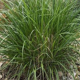 Photo of the plant species Karl forrester by @AttractiveIvy64 named Clooney on Greg, the plant care app
