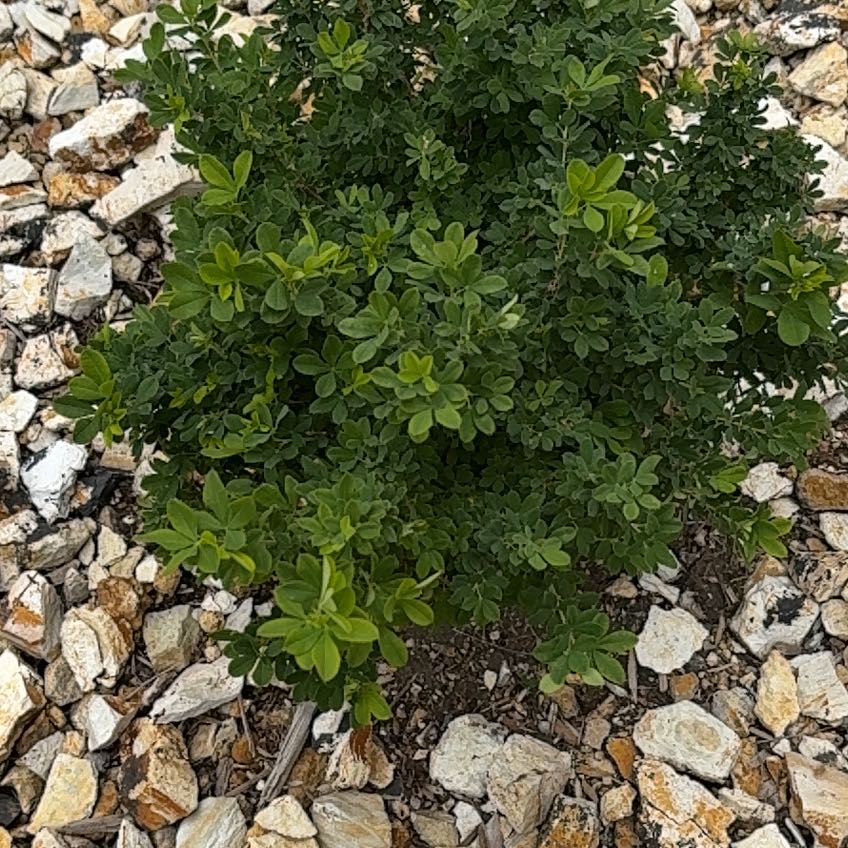 Photo of the plant species Peashrub by @AttractiveIvy64 named Sol on Greg, the plant care app