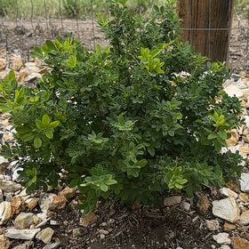 Photo of the plant species Peashrub by @AttractiveIvy64 named Xena on Greg, the plant care app
