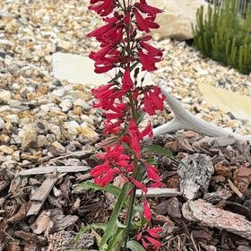 Photo of the plant species Penstemon 'Ruby' by @AttractiveIvy64 named Ulysses S Plant on Greg, the plant care app