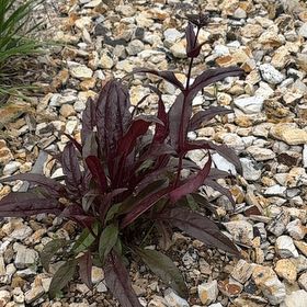Photo of the plant species Penstemon by @AttractiveIvy64 named Drake on Greg, the plant care app