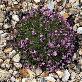 Photo of the plant species Spreading Phlox by @AttractiveIvy64 named Eva on Greg, the plant care app