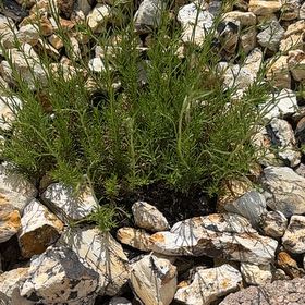 Photo of the plant species Rocky Mountain Penstemon by @AttractiveIvy64 named Sigmund on Greg, the plant care app