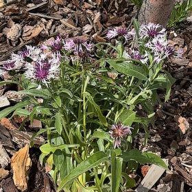 Photo of the plant species Bachelor's Button 'Purple' by @AttractiveIvy64 named Leonardo on Greg, the plant care app