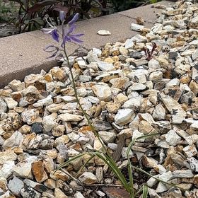 Photo of the plant species Camassia 'Blue Melody' by @AttractiveIvy64 named Spike Leaves on Greg, the plant care app