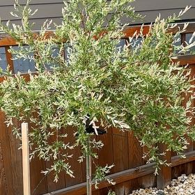 Photo of the plant species Flamingo Dappled willow by @AttractiveIvy64 named Diana on Greg, the plant care app