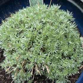 Photo of the plant species silver mound by @AttractiveIvy64 named Girlfrond on Greg, the plant care app