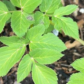 Photo of the plant species Garden Angelica by @AttractiveIvy64 named Athena on Greg, the plant care app