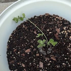 Photo of the plant species Sweet Pea 'Sweetie' by @AttractiveIvy64 named Willow on Greg, the plant care app