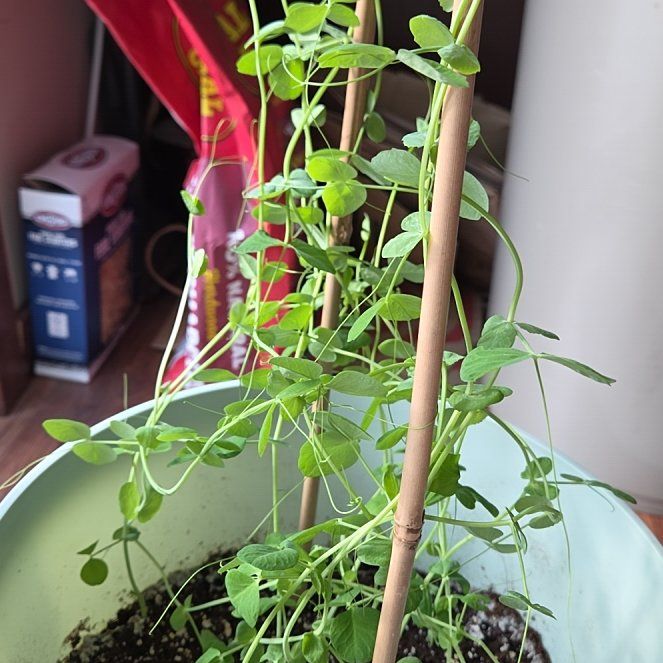 Photo of the plant species Sugar Snap Peas by @GodlyRedsky46 named ChloroPhil on Greg, the plant care app