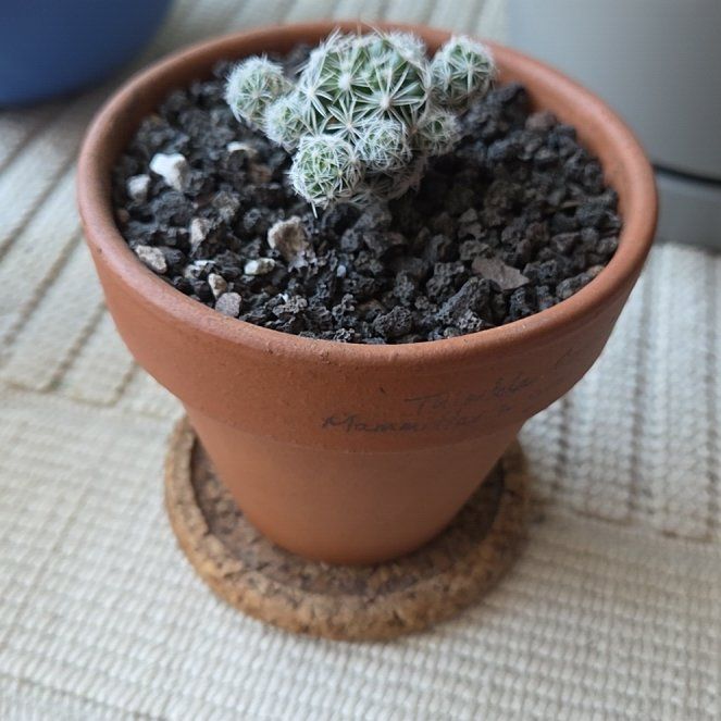 Photo of the plant species Thimble Cactus by @GodlyRedsky46 named Osmo on Greg, the plant care app