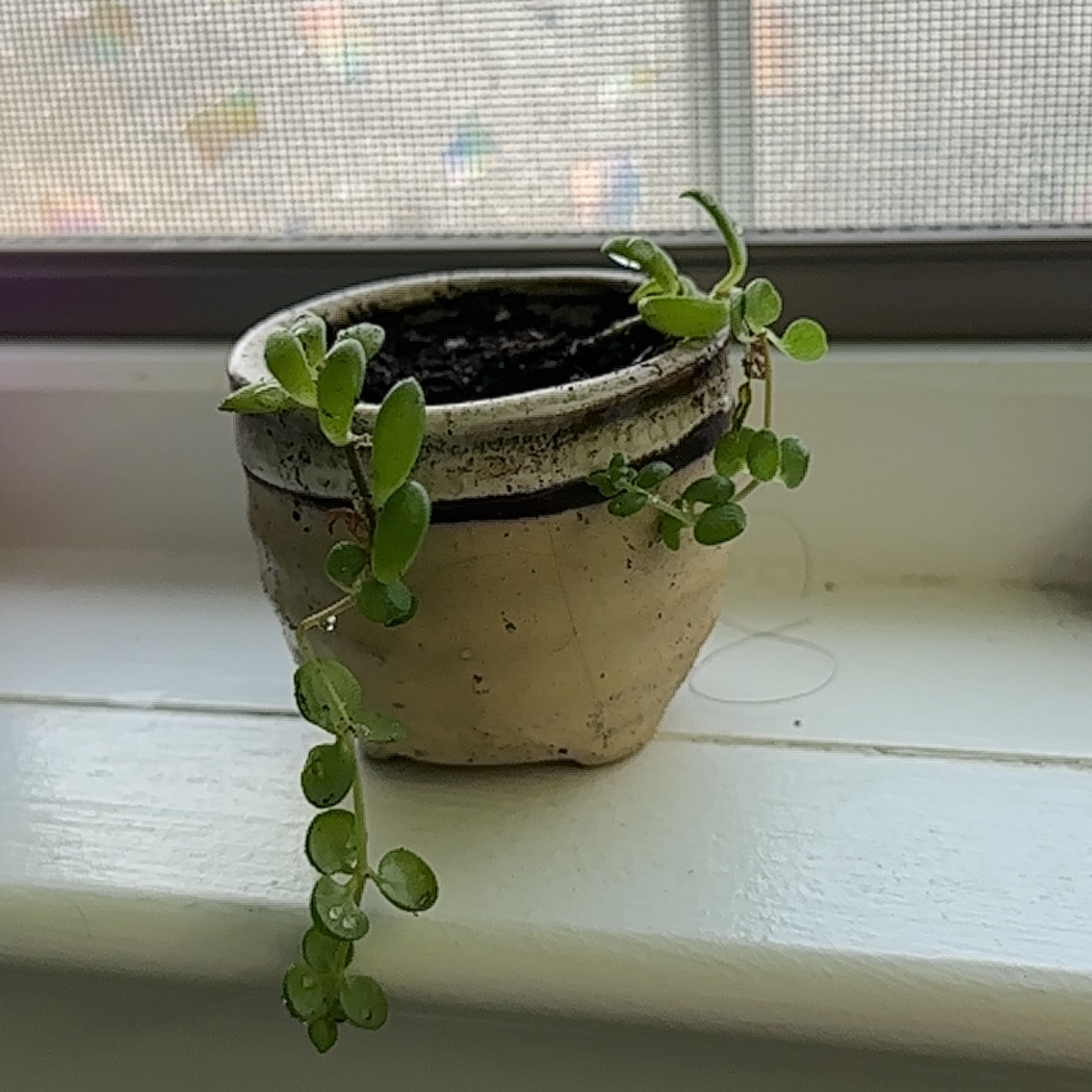 Potted Stringy Stonecrop plant with green leaves on a windowsill.